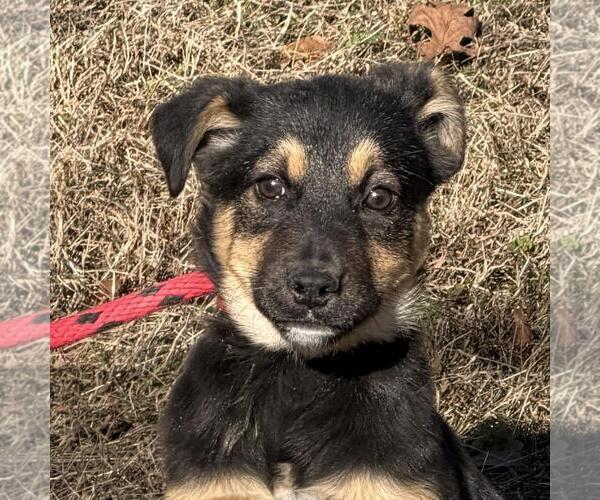 Medium Photo #1 Mutt Puppy For Sale in Yardley, PA, USA