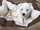 Small Photo #6 Pomsky Puppy For Sale in ARTHUR, IL, USA