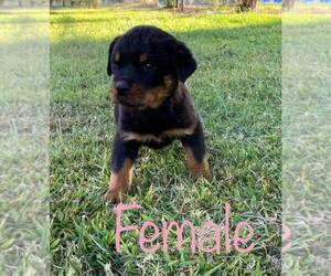 Rottweiler Puppy for sale in ELDERWOOD, CA, USA