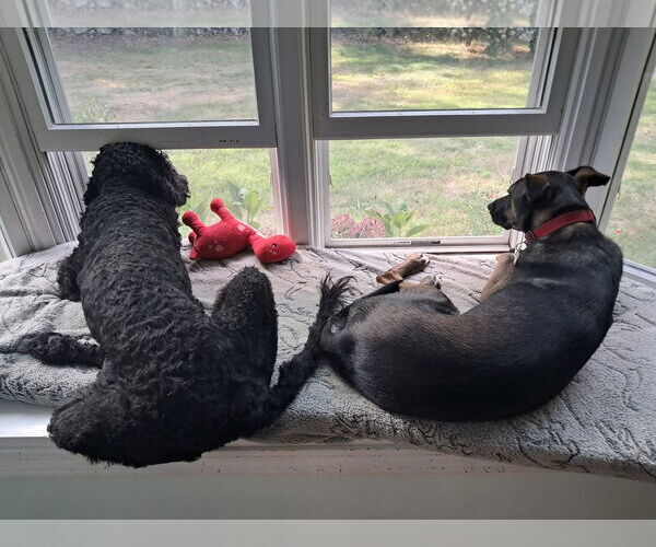 Medium Photo #7 Mutt Puppy For Sale in Wakefield, RI, USA