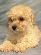 Maltese-Poodle (Toy) Mix Puppy for sale in GRAY, LA, USA