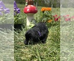 Small #2 Labrador Retriever