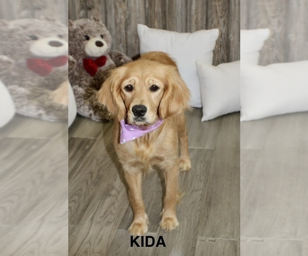 Medium Photo #1 Golden Cavalier Puppy For Sale in TIMNATH, CO, USA