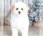 Small Photo #2 Cavachon Puppy For Sale in MOUNT VERNON, OH, USA
