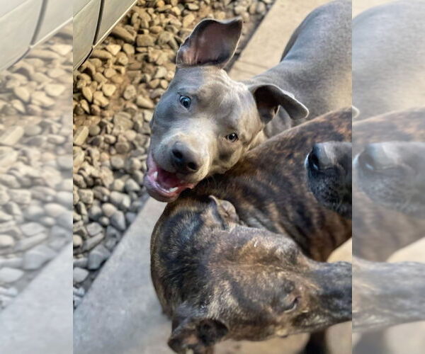 Medium Photo #2 American Staffordshire Terrier Puppy For Sale in Stckton, CA, USA
