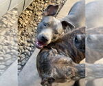 Small #1 American Staffordshire Terrier
