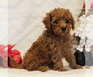 Poodle (Toy) Puppy for Sale in COATESVILLE, Pennsylvania USA
