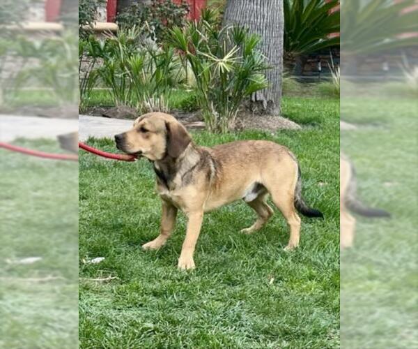 Medium Photo #1 American Pit Bull Terrier-Cocker Spaniel Mix Puppy For Sale in Martinez, CA, USA