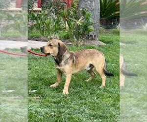 American Pit Bull Terrier-Cocker Spaniel Mix Dogs for adoption in Martinez, CA, USA