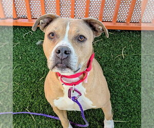 Mutt Dogs for adoption in Las Vegas, NV, USA
