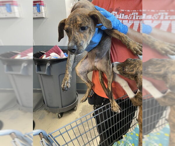 Medium Photo #1 Plott Hound-Unknown Mix Puppy For Sale in Tallahassee, FL, USA