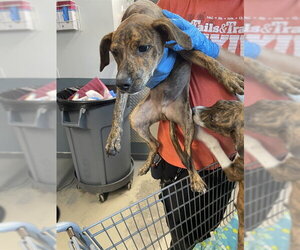 Plott Hound-Unknown Mix Dogs for adoption in Tallahassee, FL, USA