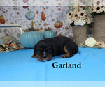 Small #3 Cavalier King Charles Spaniel