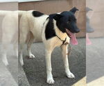 Small #1 Labrador Retriever Mix