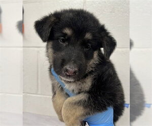 German Shepherd Dog-Unknown Mix Dogs for adoption in San Bernardino, CA, USA