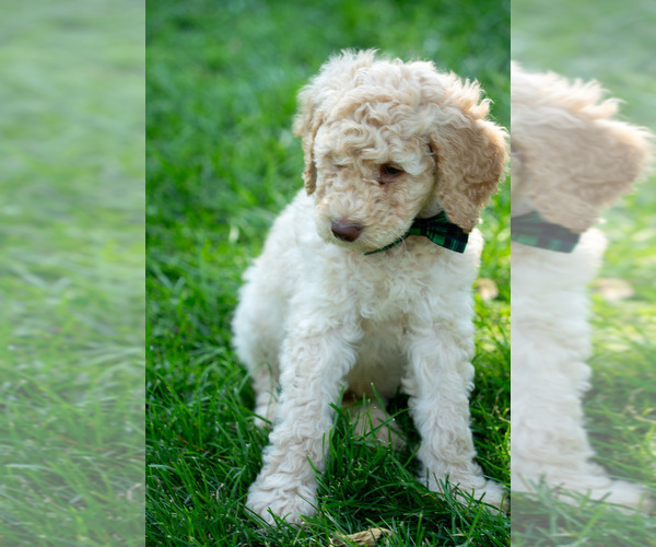 Medium Photo #11 Goldendoodle Puppy For Sale in GREELEY, CO, USA
