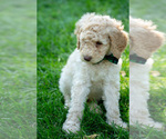 Small #10 Goldendoodle