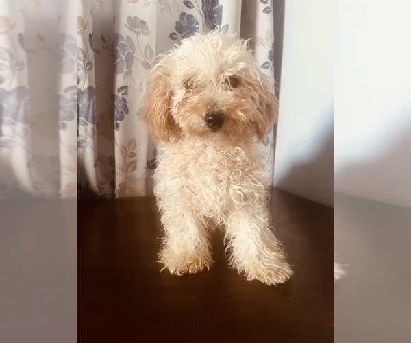 Medium Photo #19 Poodle (Miniature) Puppy For Sale in DURHAM, CT, USA