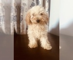 Small Photo #19 Poodle (Miniature) Puppy For Sale in DURHAM, CT, USA
