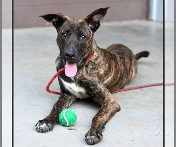 Medium Photo #4 - Mix Puppy For Sale in Imlay City, MI, USA