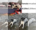 Small #1 Whippet Mix