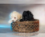 Small #2 Maltipoo-Poodle (Toy) Mix
