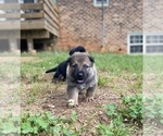 Small Photo #27 German Shepherd Dog Puppy For Sale in CARROLLTON, GA, USA
