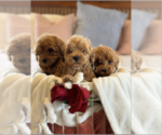 Small Photo #3 Australian Labradoodle Puppy For Sale in BELLMEAD, TX, USA