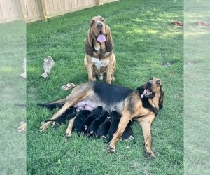 Bloodhound Puppy for sale in JOPLIN, MO, USA