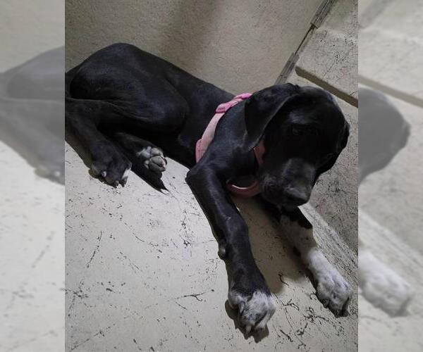 Medium Photo #1 Great Dane-Unknown Mix Puppy For Sale in Las Vegas, NV, USA