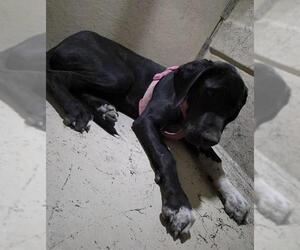 Great Dane-Unknown Mix Dogs for adoption in Las Vegas, NV, USA