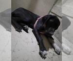 *BETTY - Female Great Dane-Unknown Mix Dog for Adoption - Small photo