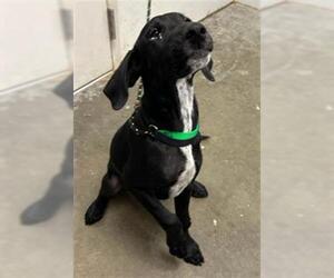 German Shorthaired Pointer Dogs for adoption in Rosenberg, TX, USA