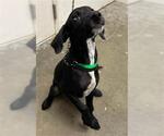 Small German Shorthaired Pointer