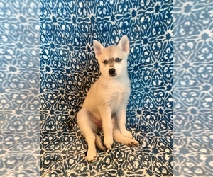 Alaskan Klee Kai Puppy for sale in SPOKANE, WA, USA