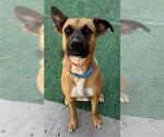 Small #2 German Shepherd Dog Mix