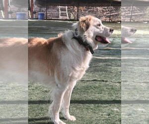Great Pyrenees-Unknown Mix Dogs for adoption in San Diego, CA, USA