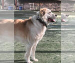 Small Great Pyrenees Mix