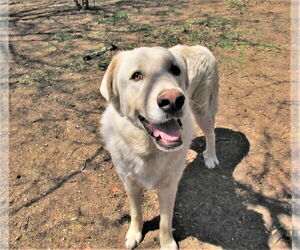 Zorro - Male Great Pyrenees-Retriever  Mix Dog for Adoption - Photo #4
