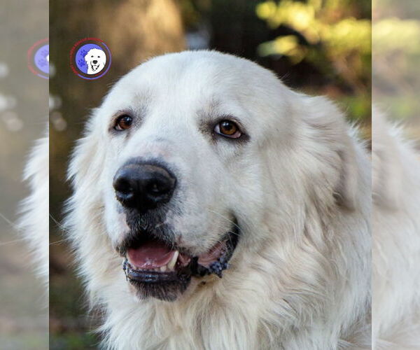 Medium Photo #1 Great Pyrenees Puppy For Sale in Spring, TX, USA