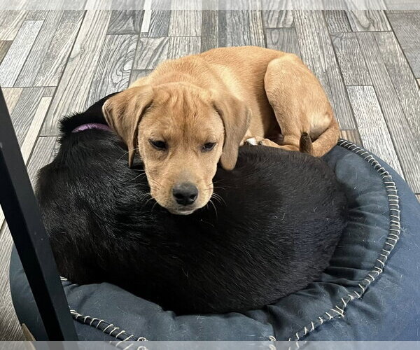Medium Photo #7 Labrador Retriever-Unknown Mix Puppy For Sale in Mount Laurel, NJ, USA