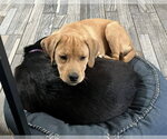 Small #6 Labrador Retriever Mix