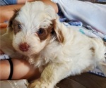 Small #20 Bernedoodle (Miniature)