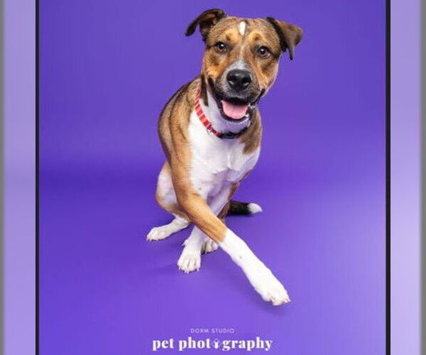 Medium Photo #4 American Pit Bull Terrier-Unknown Mix Puppy For Sale in Fargo, ND, USA