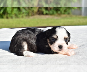 Auss-Tzu Puppy for sale in PALM COAST, FL, USA