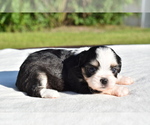 Image preview for Ad Listing. Nickname: Roo