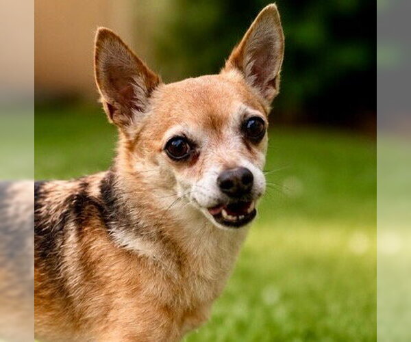 Medium Photo #23 Chihuahua-Unknown Mix Puppy For Sale in Canton, CT, USA