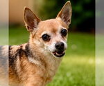 Small #22 Chihuahua Mix
