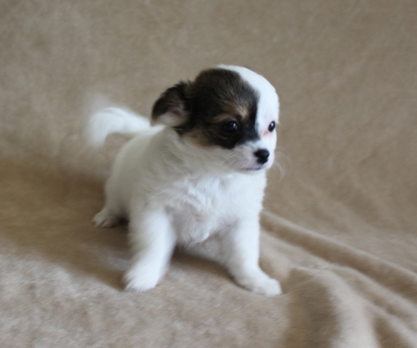 Medium Photo #5 Chihuahua Puppy For Sale in HUDSONVILLE, MI, USA