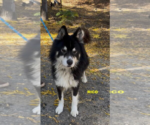 Medium Photo #3 Siberian Husky-Unknown Mix Puppy For Sale in Woodland Hills, CA, USA